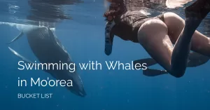 Me in the water with a baby humpback whale in the background with the text swimming with whales in moorea