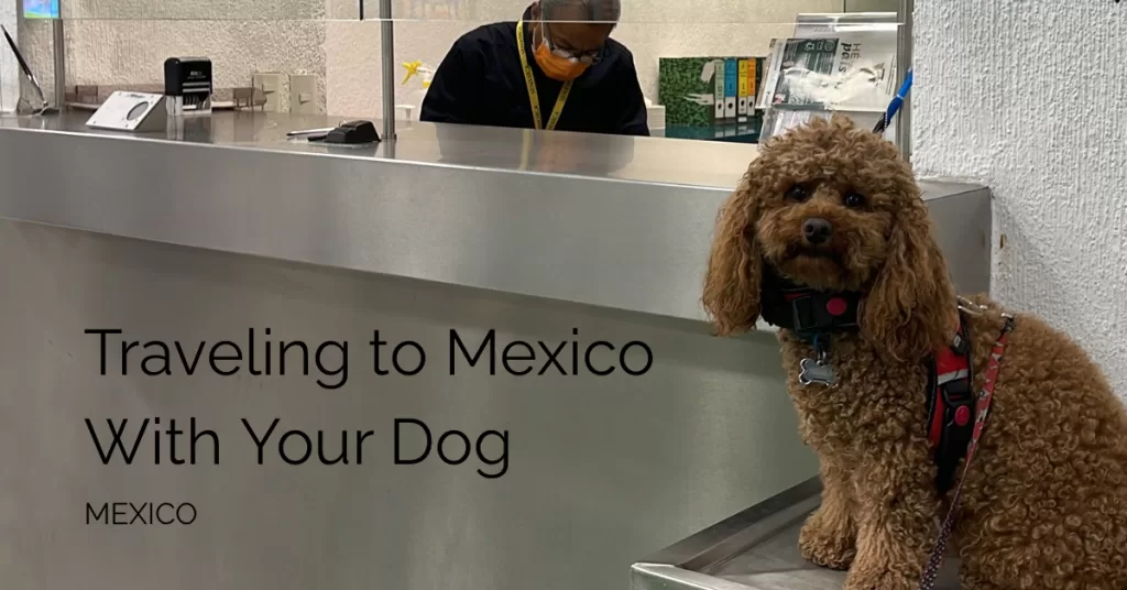 My dog mishka sitting on a metal bench outside of customs in mexico city international airport with the text that reads traveling to mexico with your dog and mexico underneath