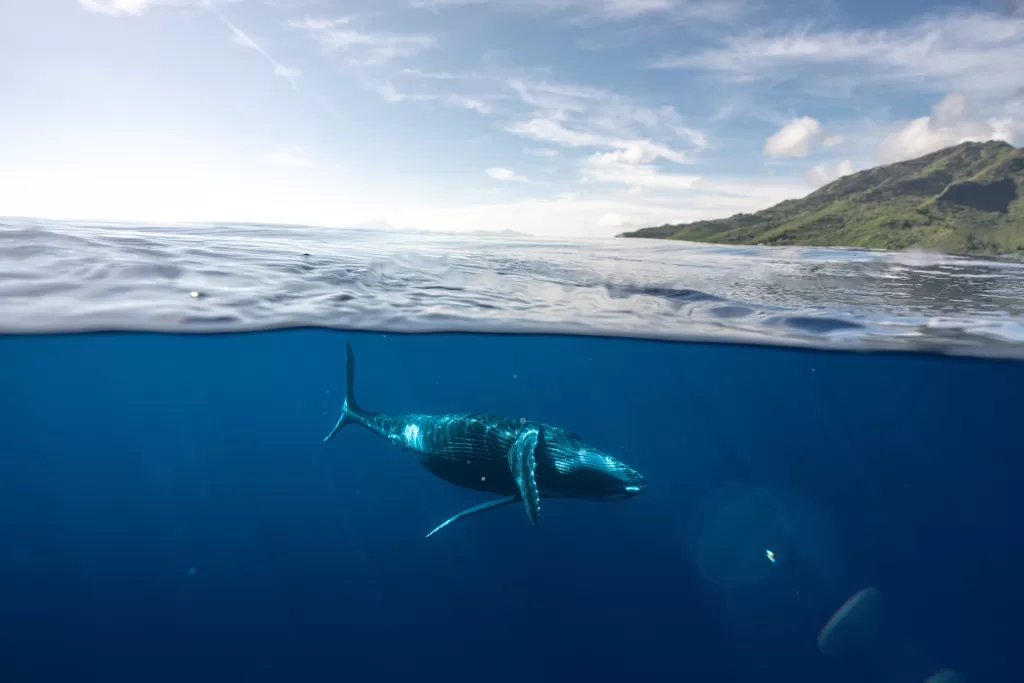 Half out of the water and half in the water shot of a whale and moorea island