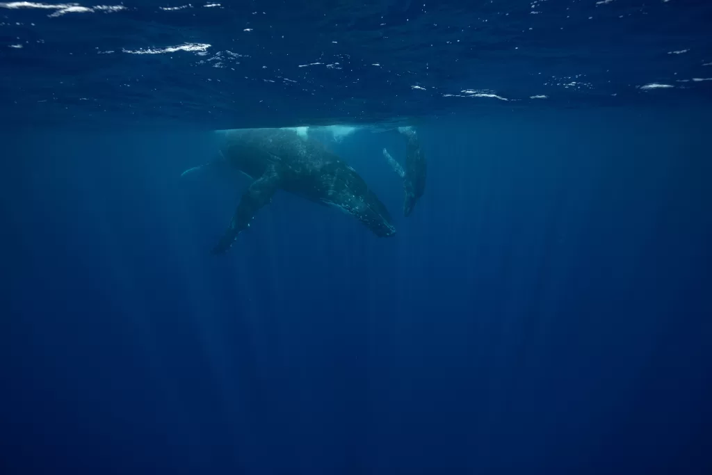 Mama and baby humpback whale in Moorea
