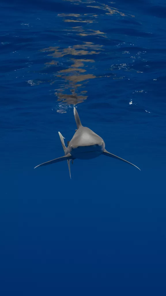 Oceanic white tip chark looking directly at the camera