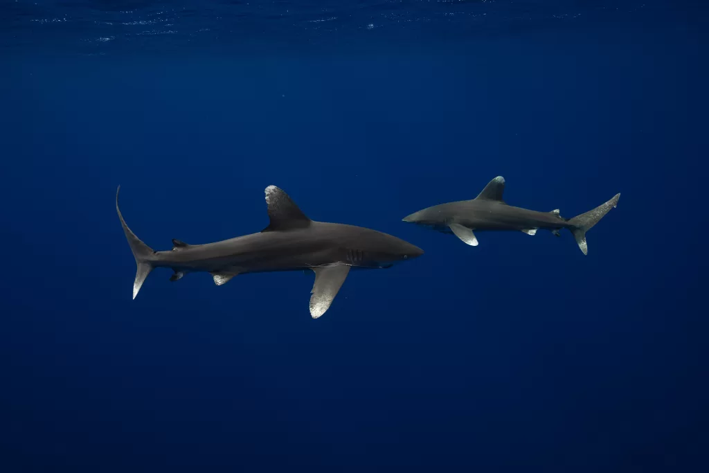Two oceanic whit tip sharks in moorea