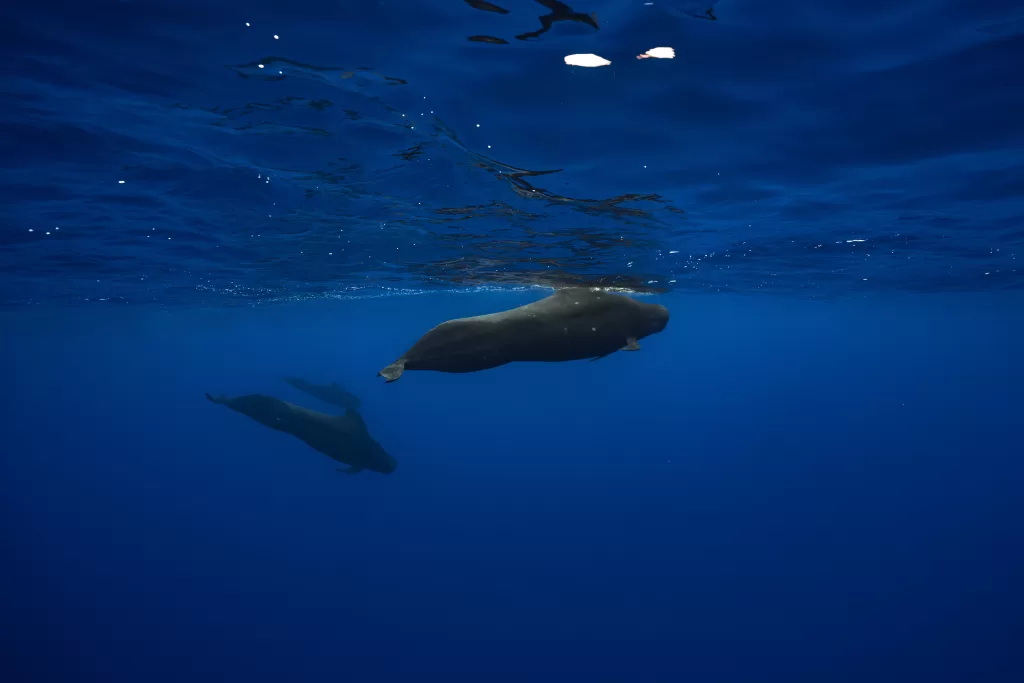 Pilot whales in Moorea