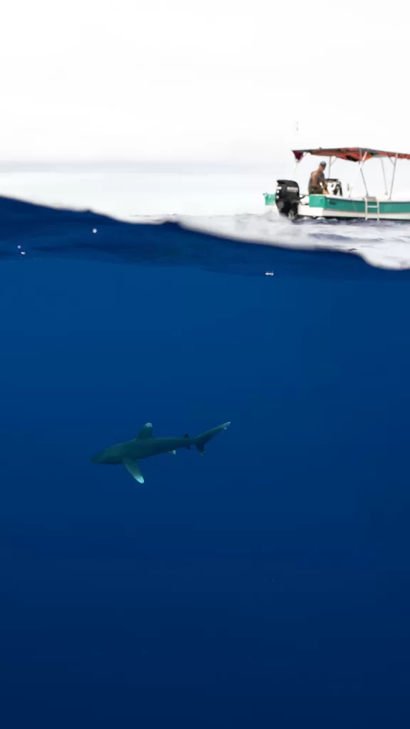 Oceanic white tip under our boat on our moorea whale tour