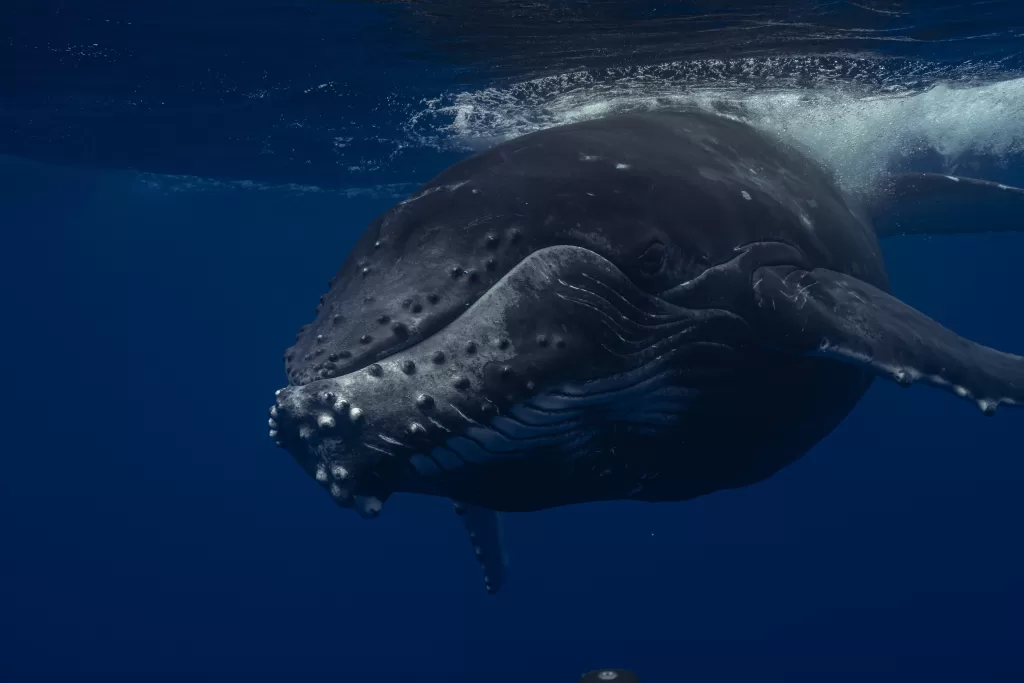 Humpback whale 