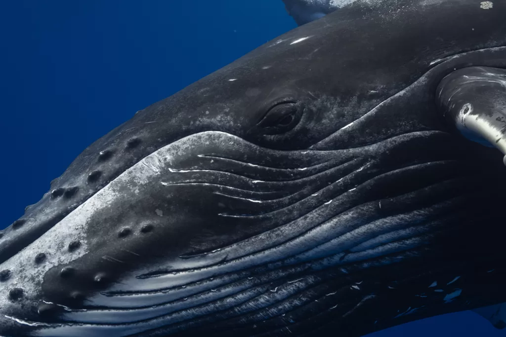 Face and eye of a humpback whale staring directly at the camera in Moorea