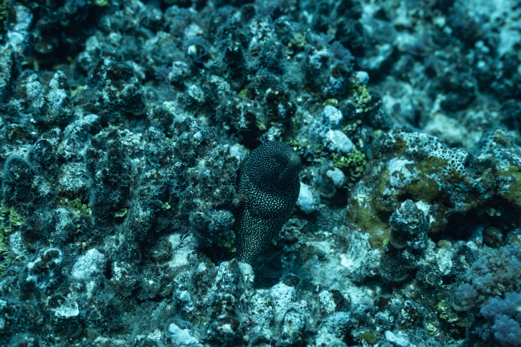 Moray eel peeking out of coral during my trip to Moorea to swim with whales