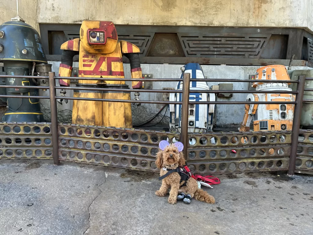 Mishka wearing purple mickey ears and ruff wear dog boots while working as a service dog  in Disney posing in front of star wars droids 