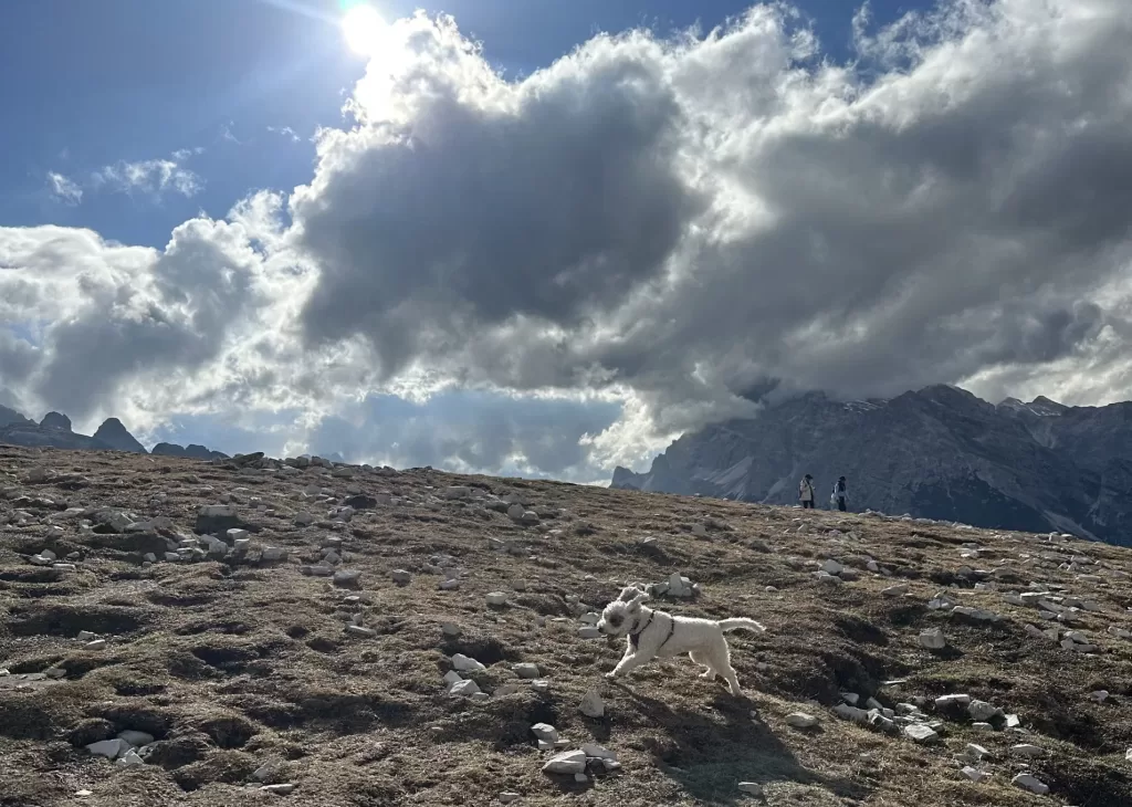 Lilo my young dog running free on the cadini di misurina trail on one of the best times to visit the dolomites