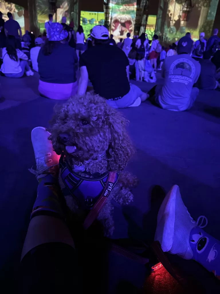Mishka glowing with Apace LED lights tied to his leash and harness