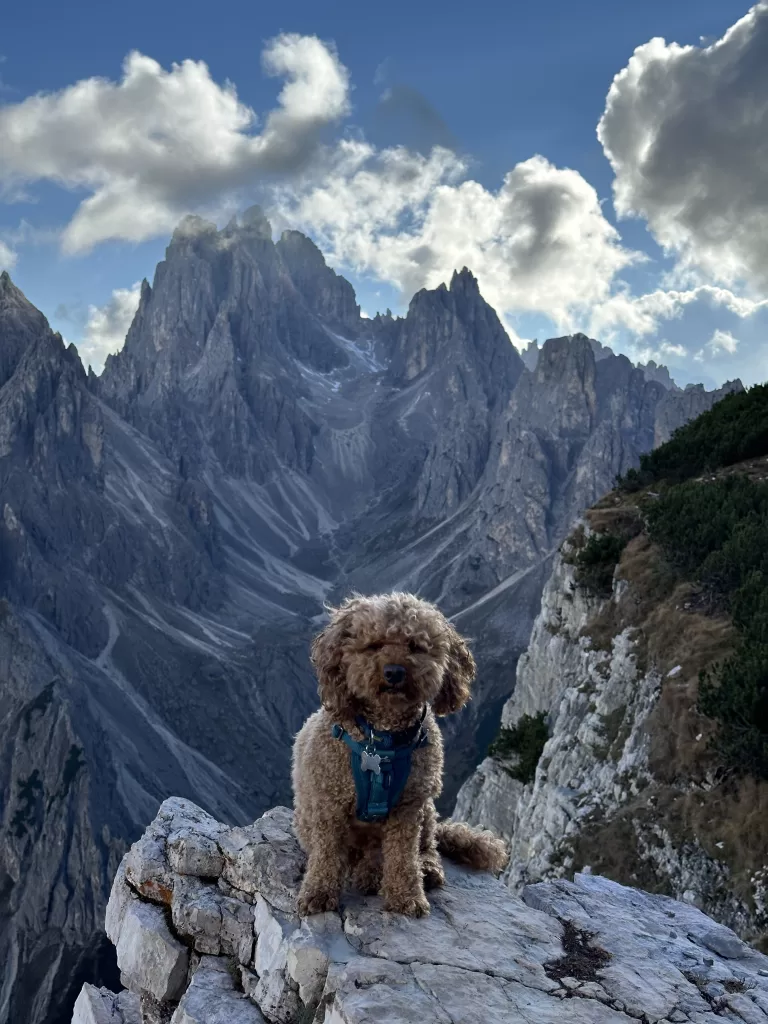 Mishka with the cadini jagged cliffs in the background on the cadini di misurina trail in the dolomites