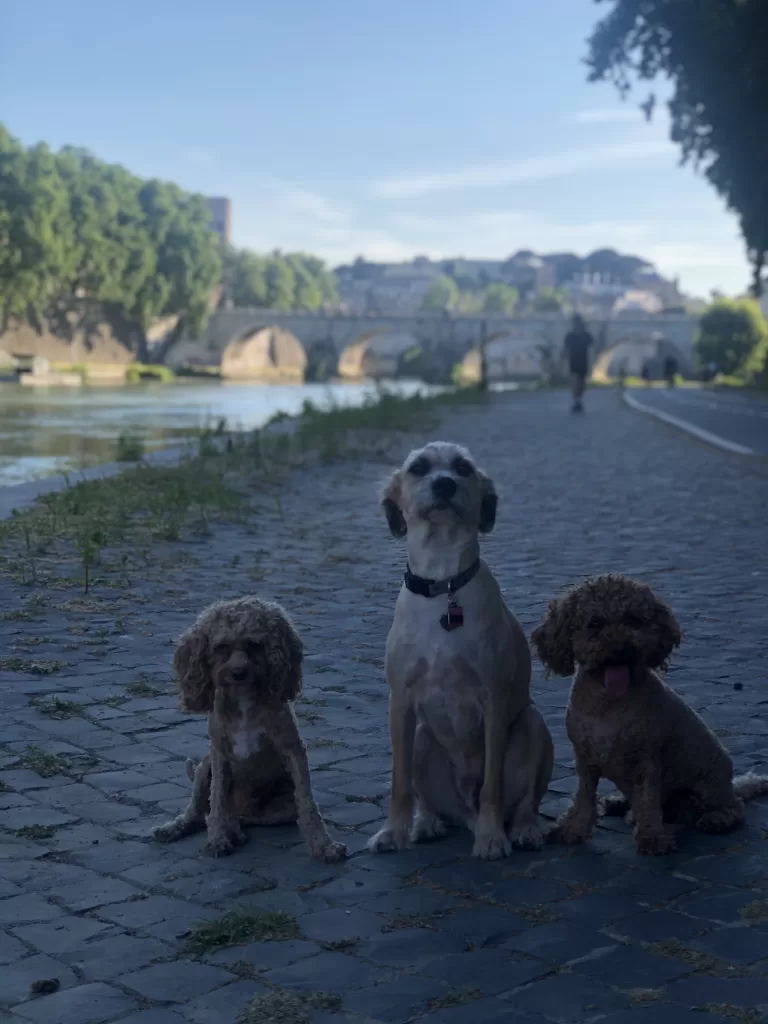 Three dogs along the tiber river walk