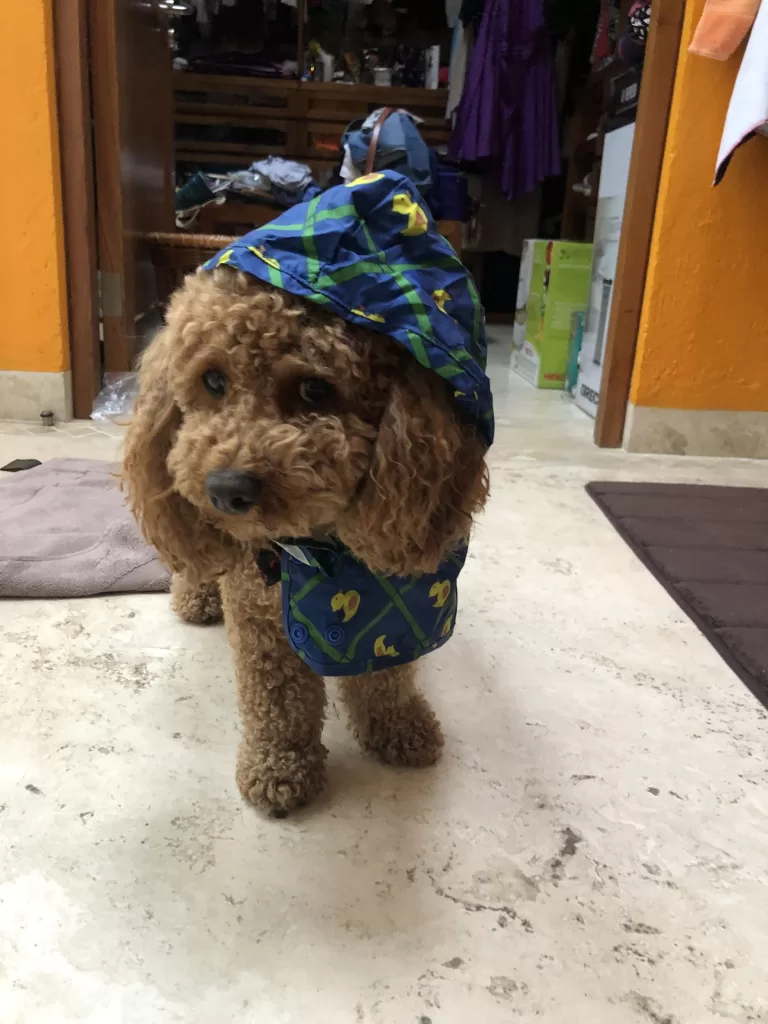 Mishka the dog wearing a cute rubber ducky poncho