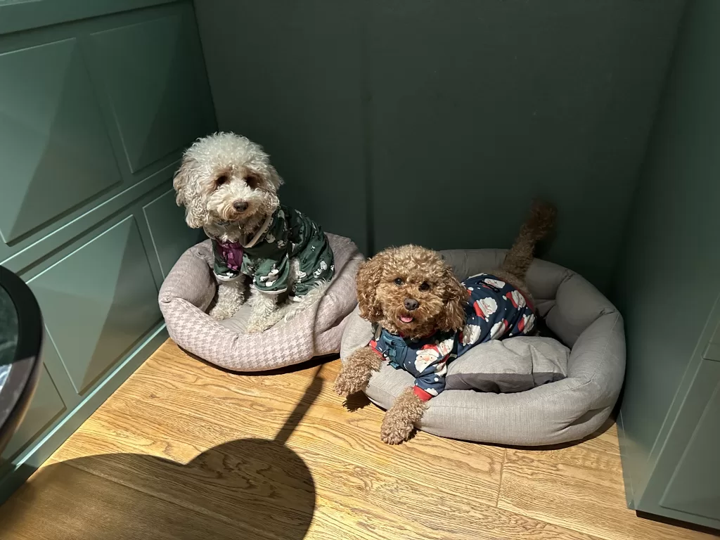 Our dogs, Lilo white dog with green snoopy pajamas and Mishka brown dog with blue santa print pajamas in the beds set out by the hotel in Verona, Relais Balcone di Giuletta