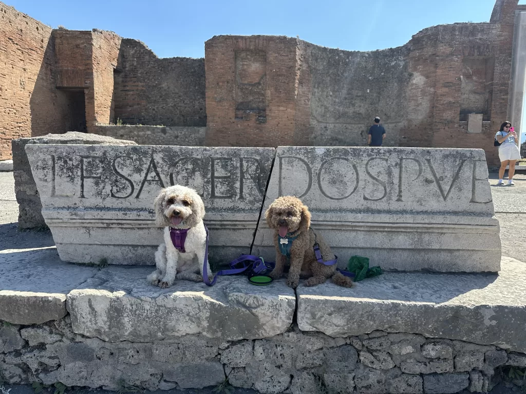 Mishka and Lilo in Pompeii which allows dogs