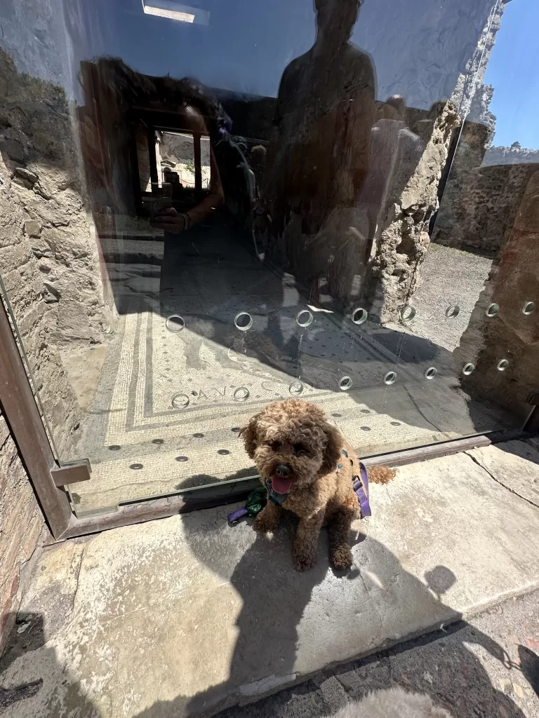 Mishka posing in front of one of the dogs of Pompeii, the dog mural with the latin text that says Cave Canem or Beware of Dog text