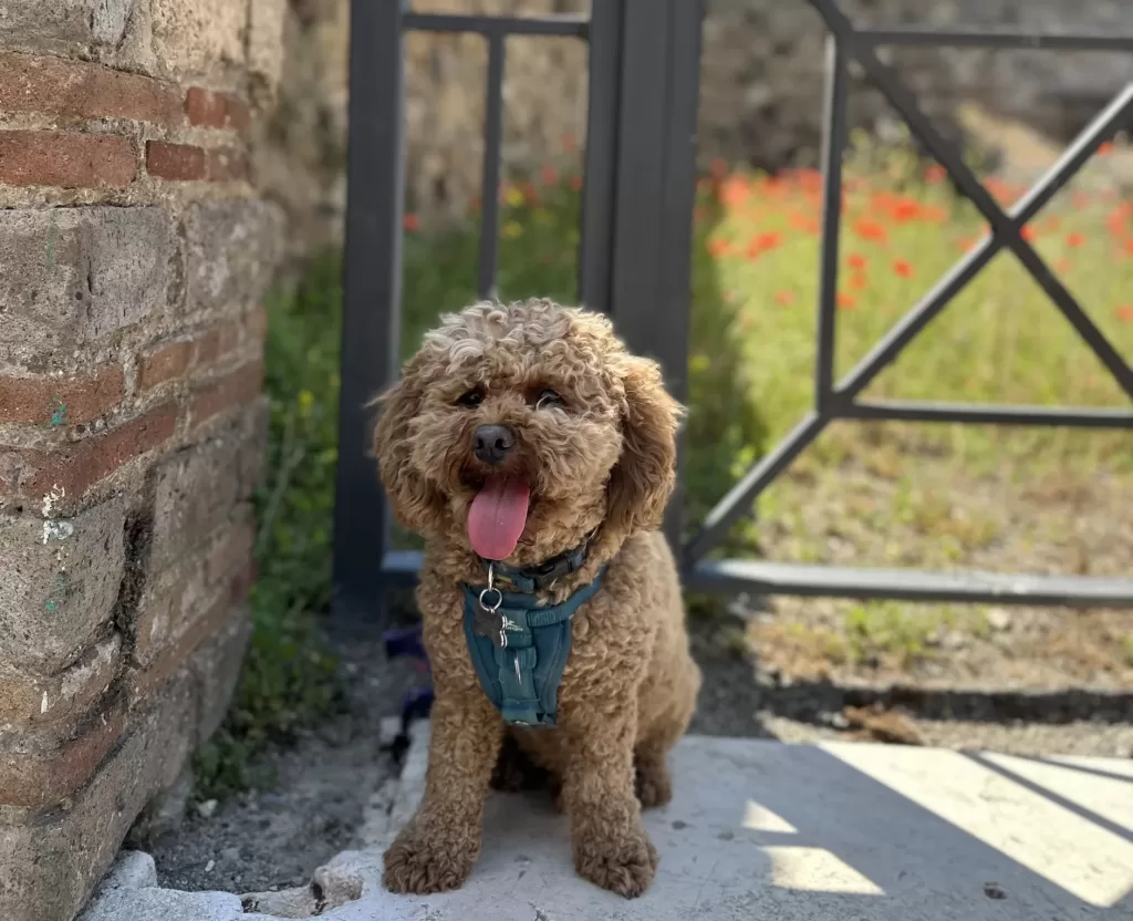 Mishka posing with the poppy’s in the background in Pompeii
