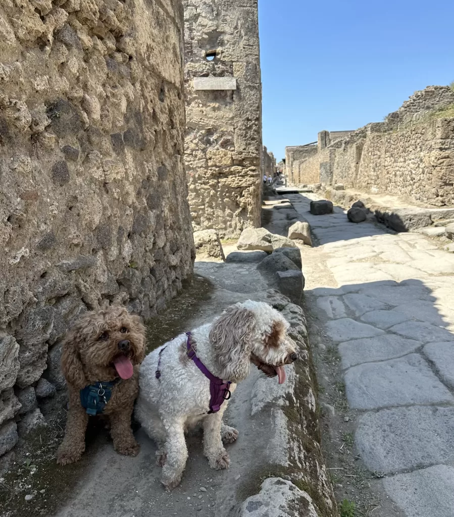 Mishka and Lilo on the sides of the streets of Pompeii taking a break in the shade