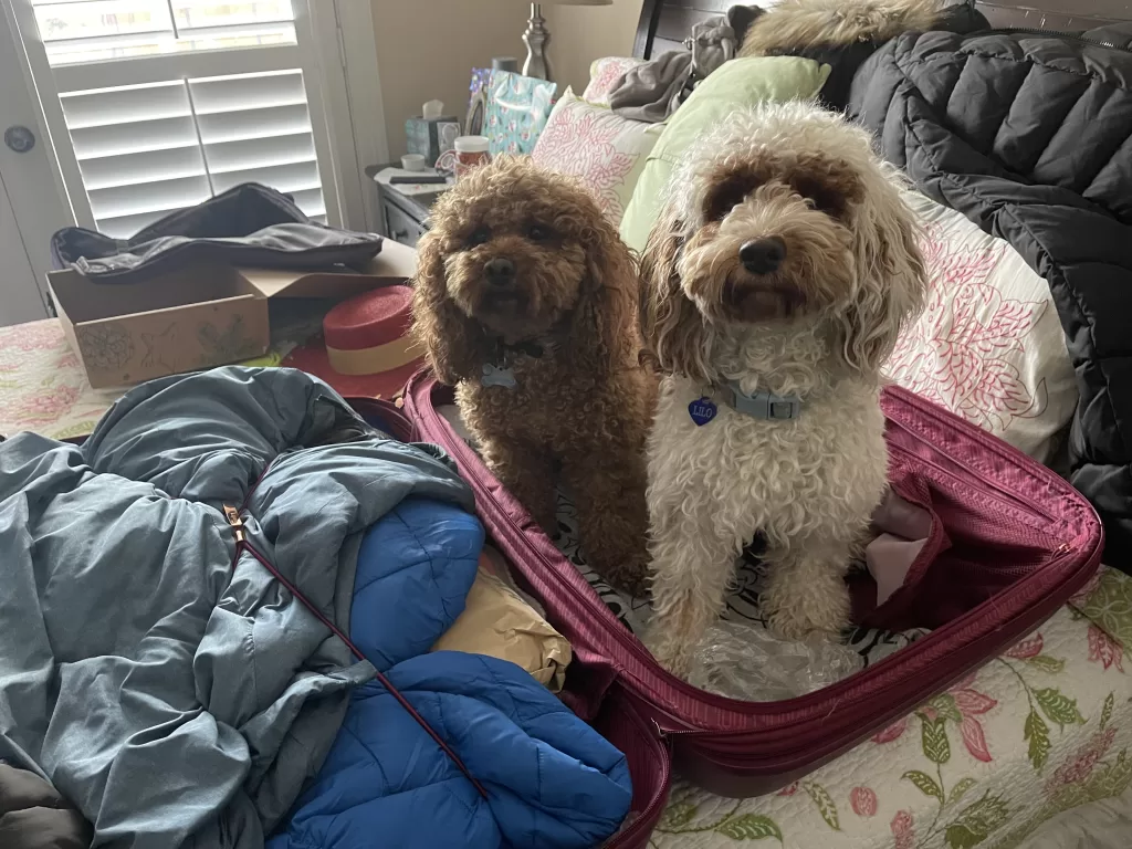 Mishka and Lilo the dogs inside an open pink suitcase while I was packing for travel
