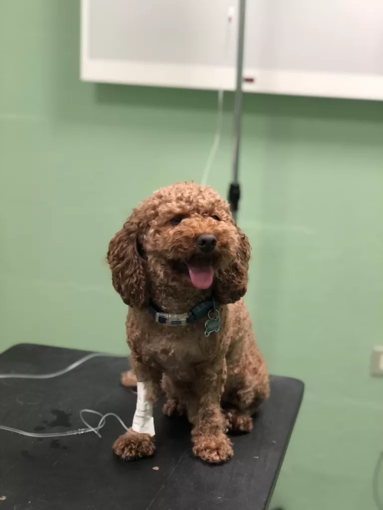 Mihska the dog getting an iv at an emergency vet in Rome