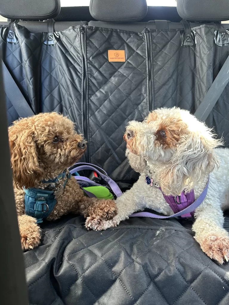 Two dogs in the back of the car holding hands while on a roadtrip traveling Italy with dogs