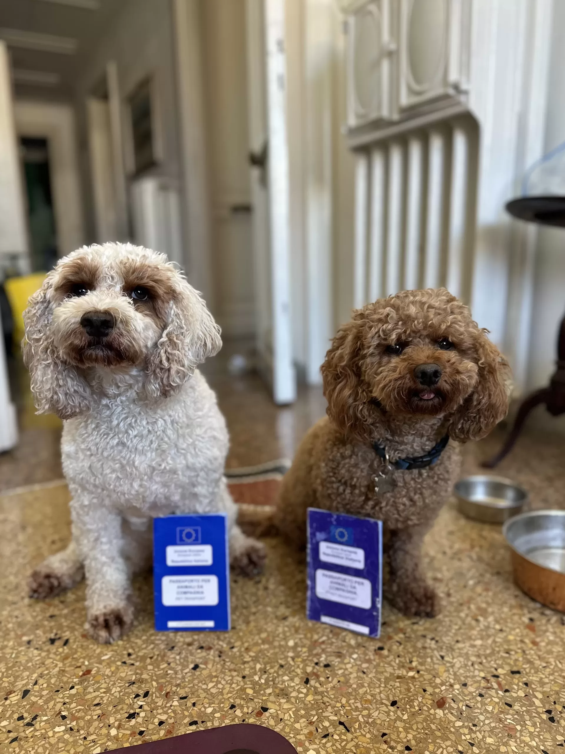white dog and brown dog curly hair dog with their european pet passports from Italy