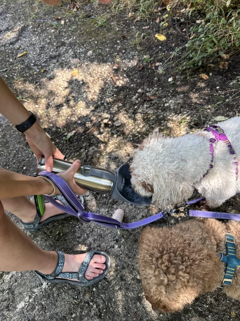 Dogs drinking from a steel water bottle with included dog bowl it has been the best dog gear we’ve gotten this year