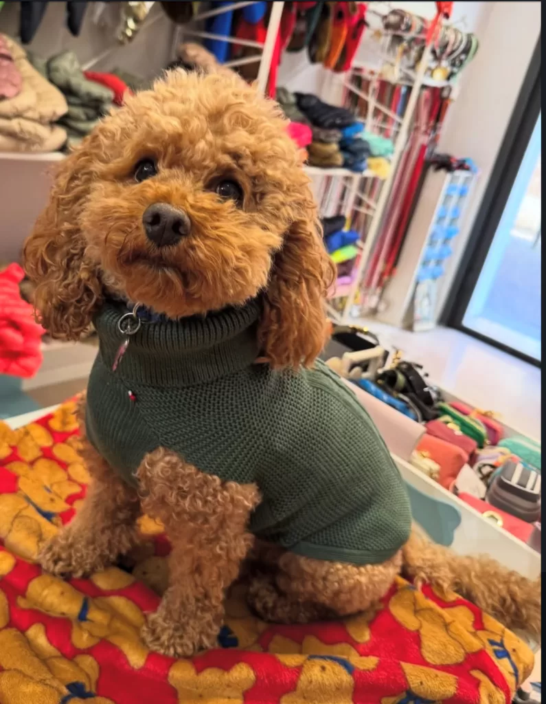 Mishka at Chic dog boutique in Verona for luxury dog accessories wearing one of their Italian Merino wool sweaters in green