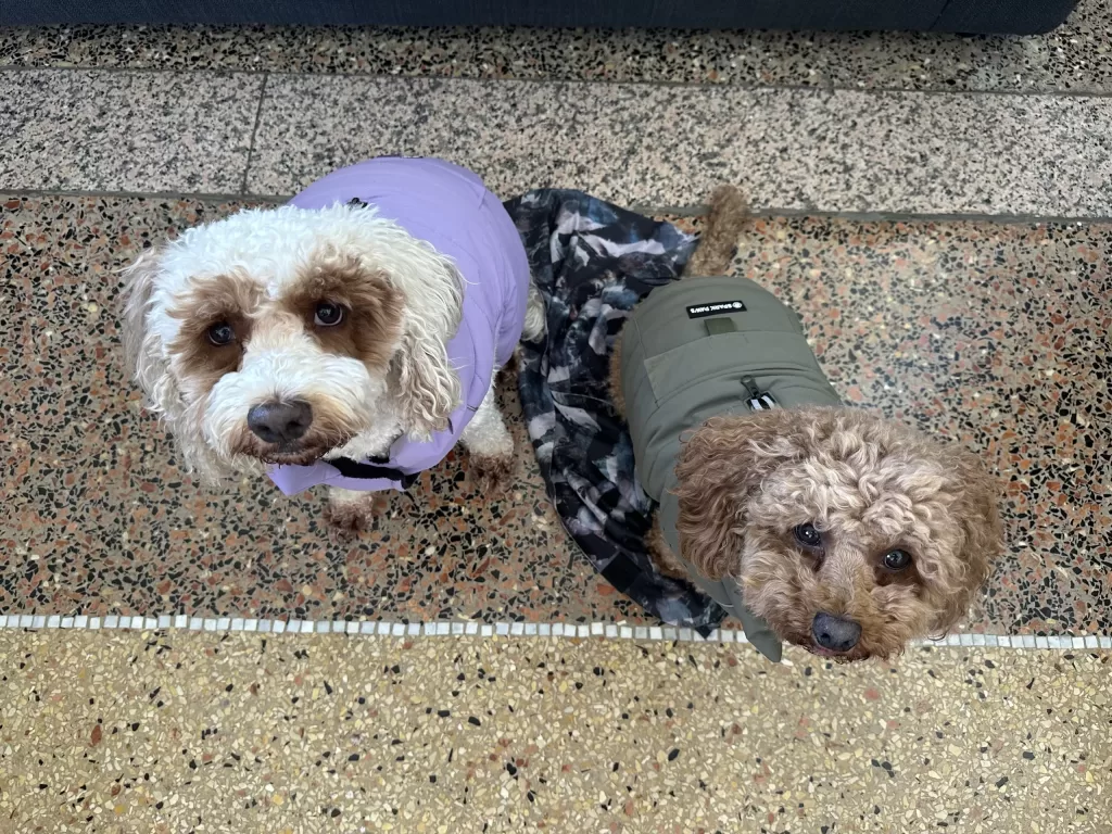 Dog in a violet jacket and brown dog in a green dog jacket from Spark Paws as good travel gear