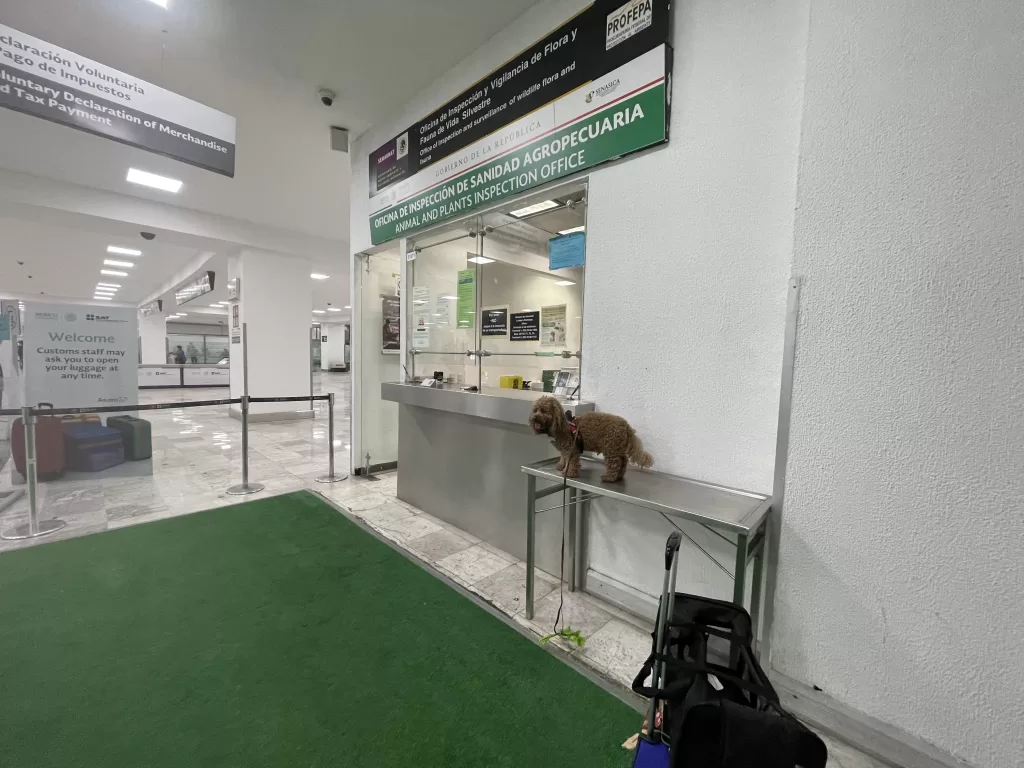 Mishka the dog waiting at SENASICA at the mexico city airport for his customs permission to enter Mexico when we were traveling to Mexico