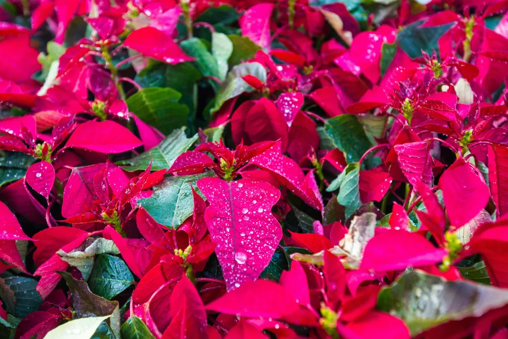 Nochebuena also called poinsettia is the typical flower in mexico for christmas
