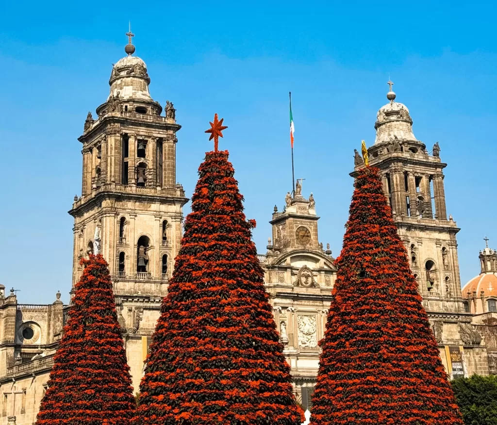Three big christmas trees in the historic center of mexico city with the mexico city cathedral in the back