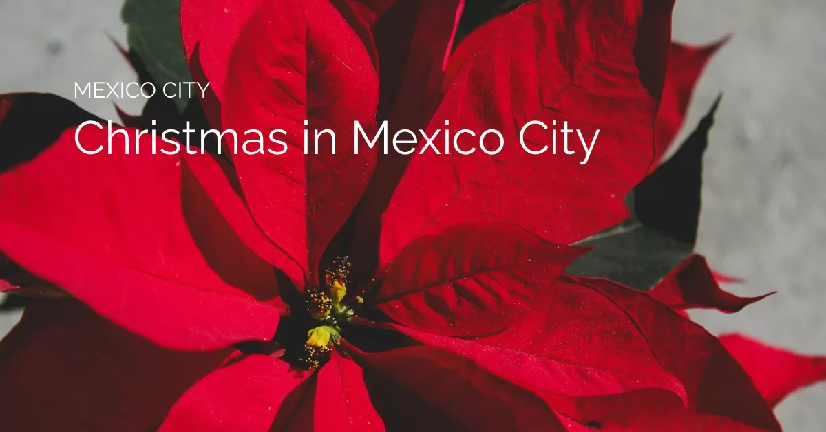 Photo of a poinsetta with the text christmas in mexico city