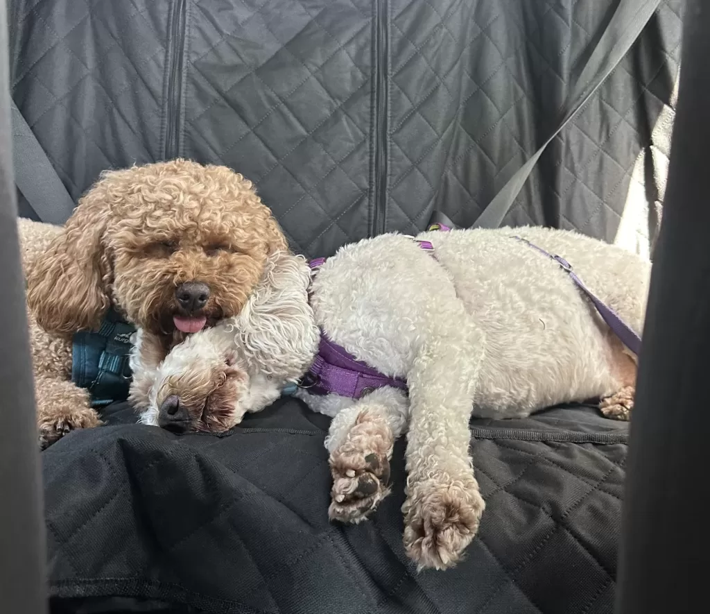 Exhausted dogs sleeping in the back of a car with a crash tested harness after a dog friendly road trip